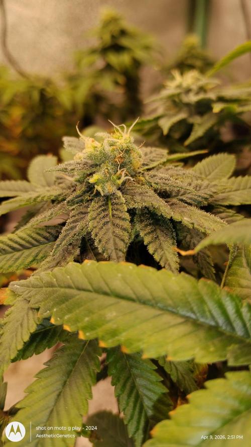 Izi Seeds- Permanent Blues. Week 12