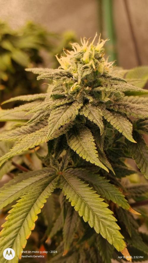 Izi Seeds- Permanent Blues. Week 12