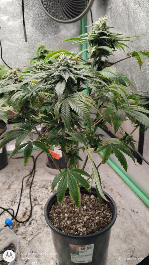 Izi Seeds- Permanent Blues. Week 12