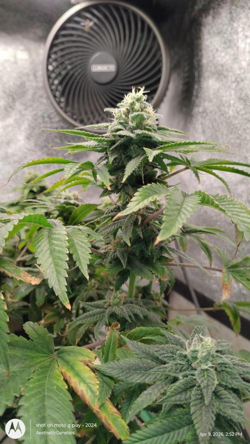 Izi Seeds- Permanent Blues. Week 12