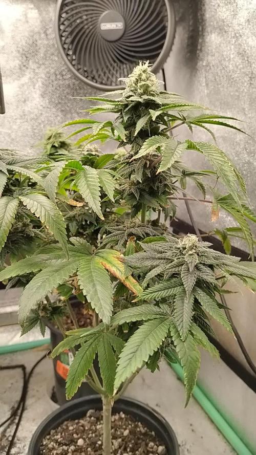 Izi Seeds- Permanent Blues