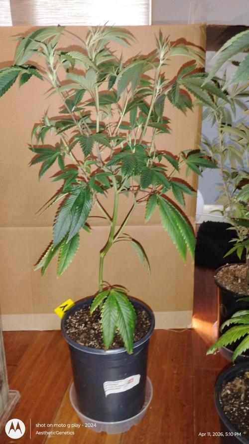 Real Deal OG Kush (PDX cut). Week 2