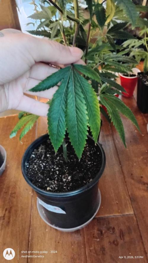 Real Deal OG Kush (PDX cut). Week 2