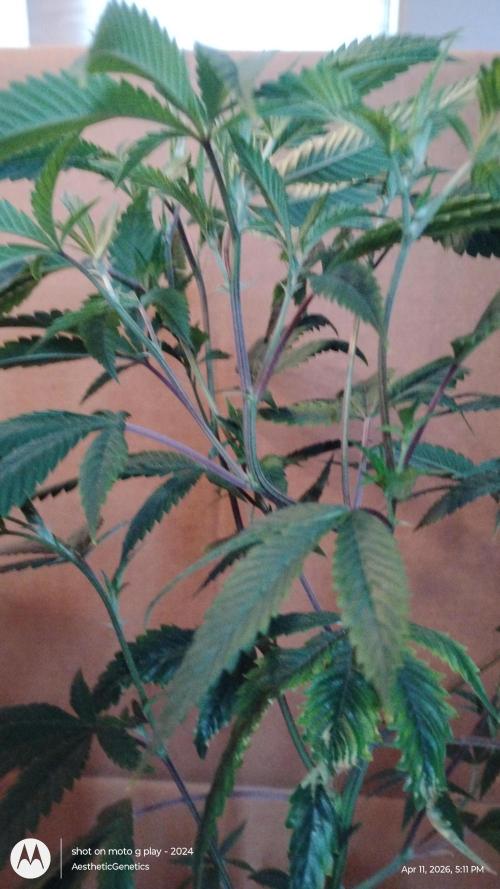 Real Deal OG Kush (PDX cut). Week 2