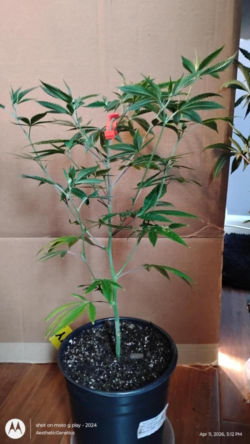 Real Deal Sour D ( notsodog cut). Week 2