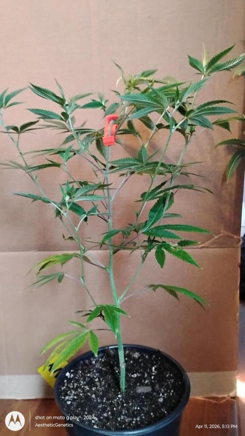 Real Deal Sour D ( notsodog cut). Week 2