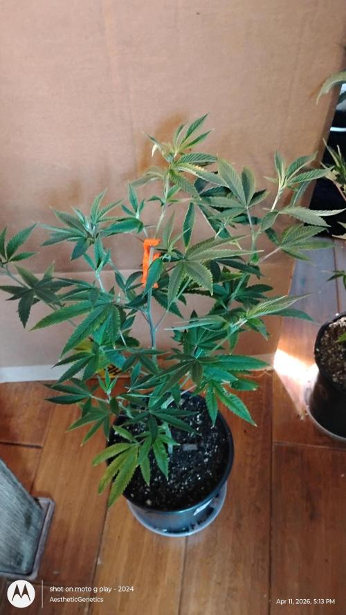 Real Deal Sour D ( notsodog cut). Week 2