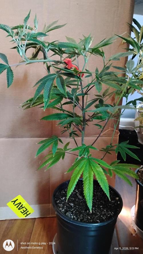 Real Deal Sour D ( notsodog cut). Week 2