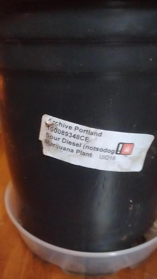 Real Deal Sour D ( notsodog cut)