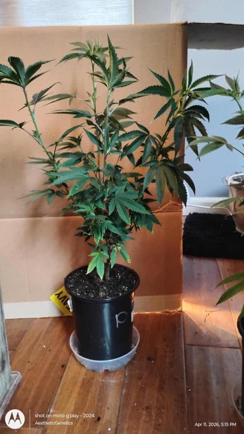 Legit SuperBoof Strain of The Year. Week 1