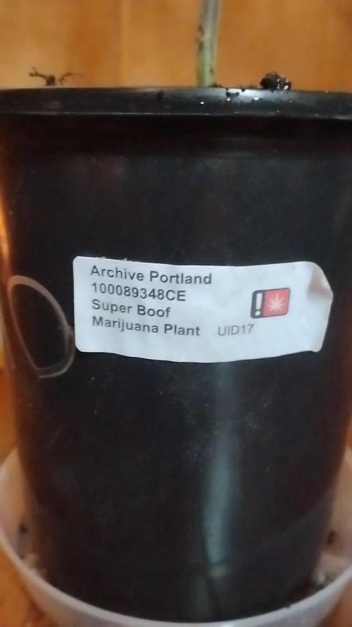 Legit SuperBoof Strain of The Year