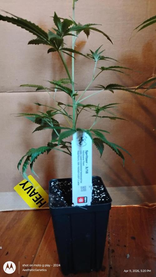 Spritzer Cannarado. Week 1