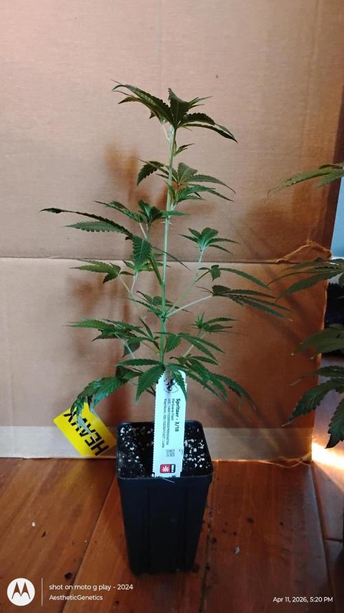 Spritzer Cannarado. Week 1