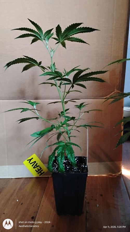 Spritzer Cannarado. Week 1