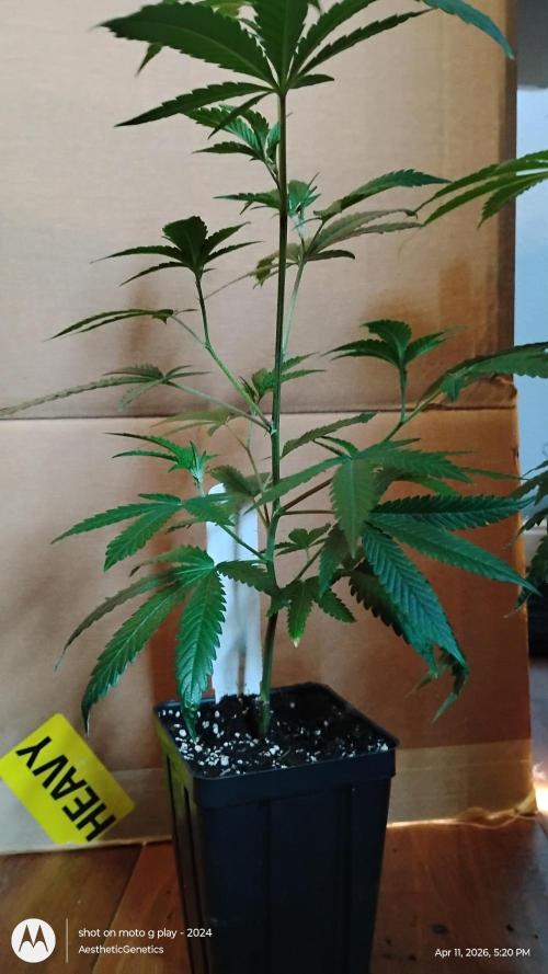 Spritzer Cannarado. Week 1