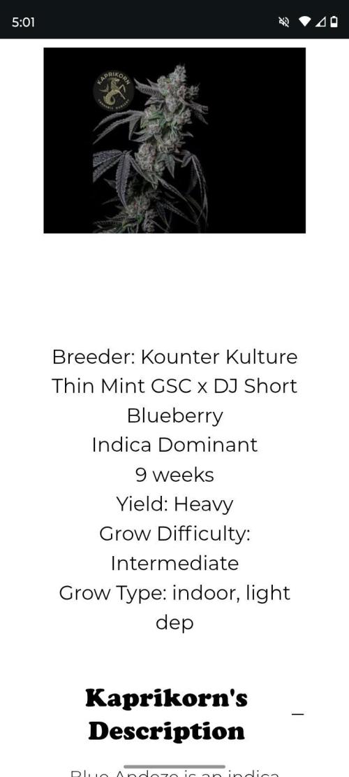 Blue Andeze Kounter Kulture. Week 0