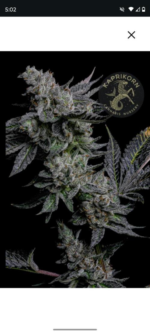 Jokerz Candy. Week 0