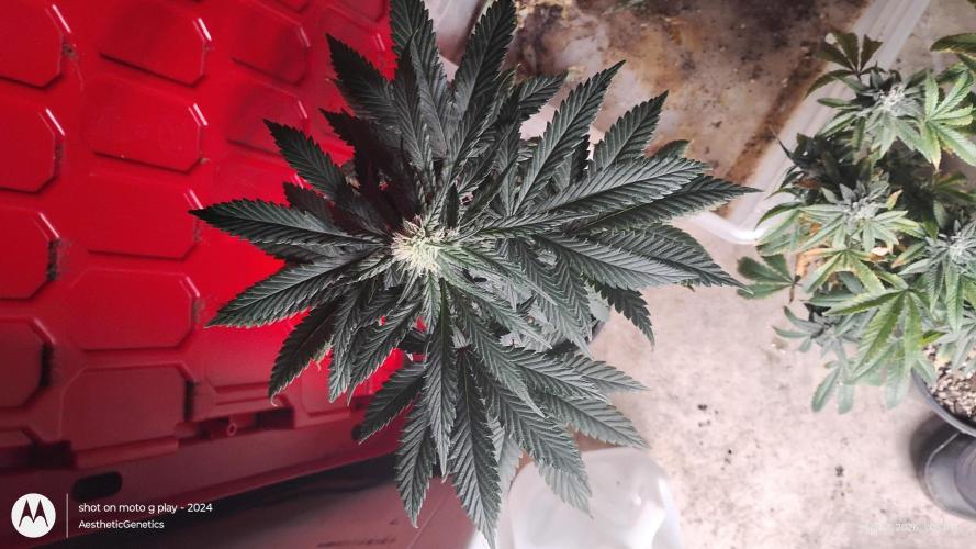 Super Sour Double Diesel Seed Hunt. Week 7