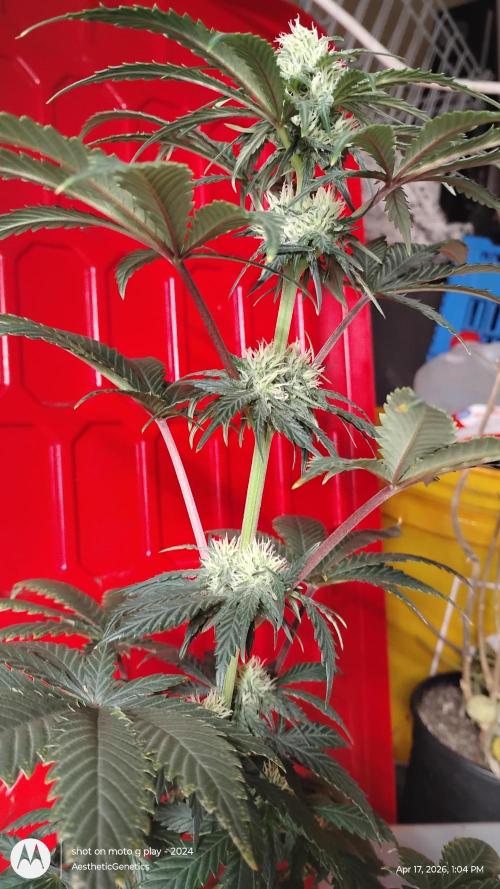 Super Sour Double Diesel Seed Hunt. Week 7