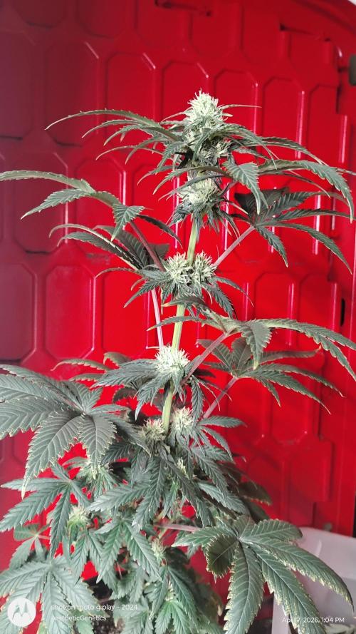 Super Sour Double Diesel Seed Hunt. Week 7