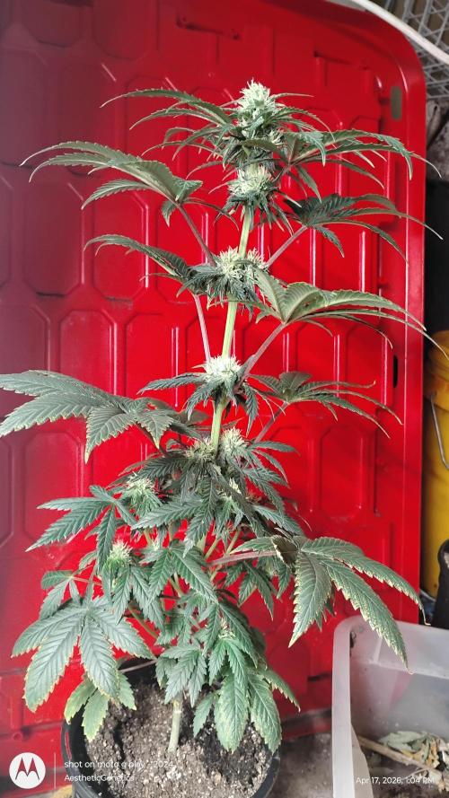 Super Sour Double Diesel Seed Hunt. Week 7