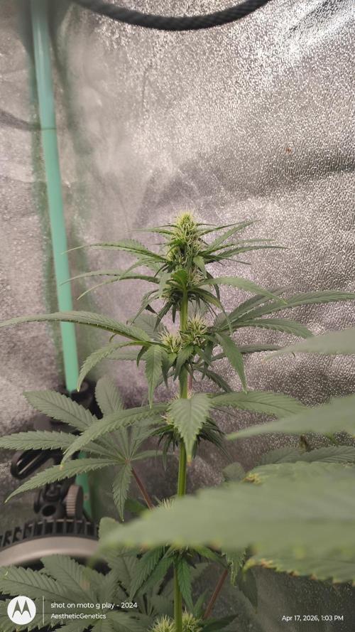 Super Sour Double Diesel Seed Hunt. Week 7
