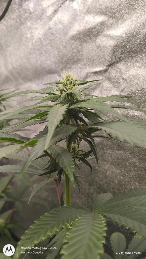 Super Sour Double Diesel Seed Hunt. Week 7