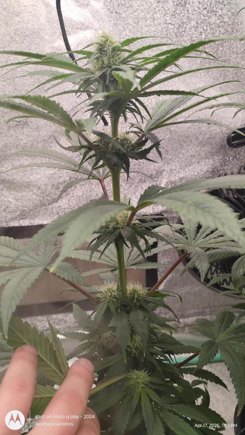 Super Sour Double Diesel Seed Hunt. Week 7