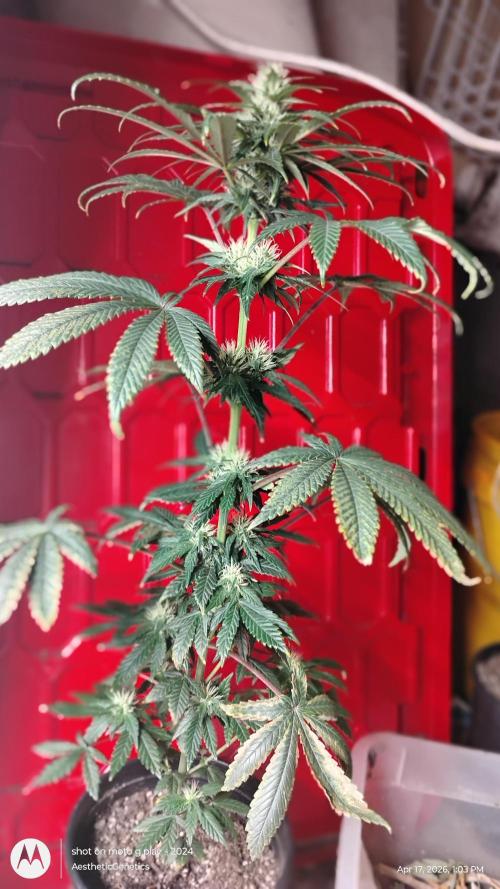 Super Sour Double Diesel Seed Hunt. Week 7