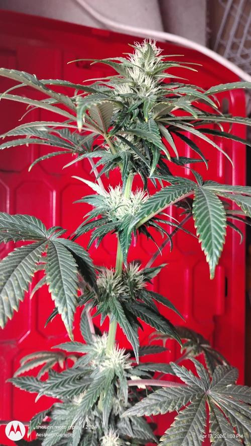 Super Sour Double Diesel Seed Hunt. Week 7