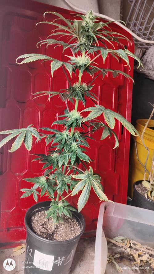 Super Sour Double Diesel Seed Hunt. Week 7