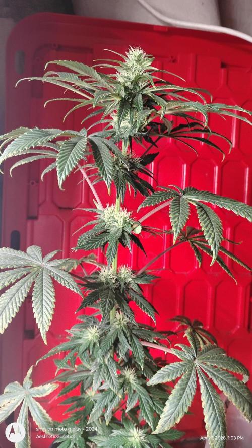 Super Sour Double Diesel Seed Hunt. Week 7