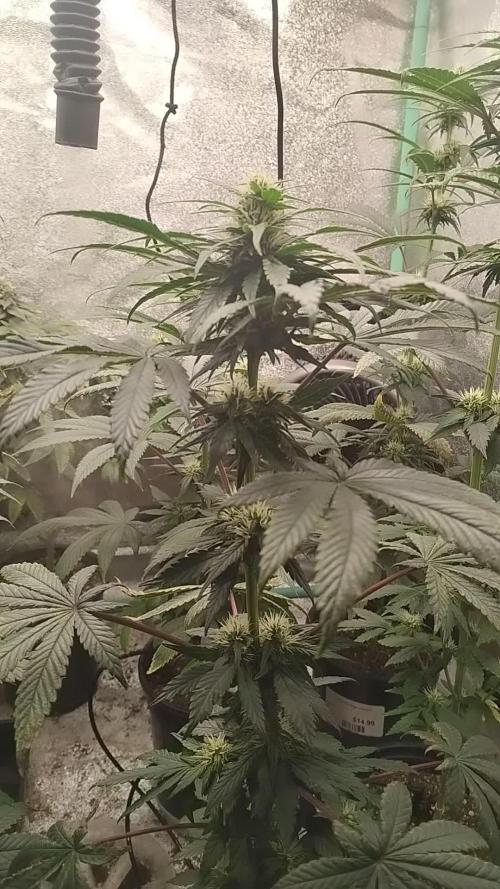 Super Sour Double Diesel Seed Hunt