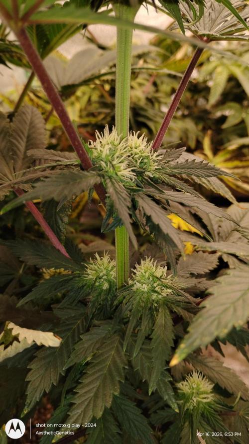 Super Sour Double Diesel Seed Hunt. Week 7