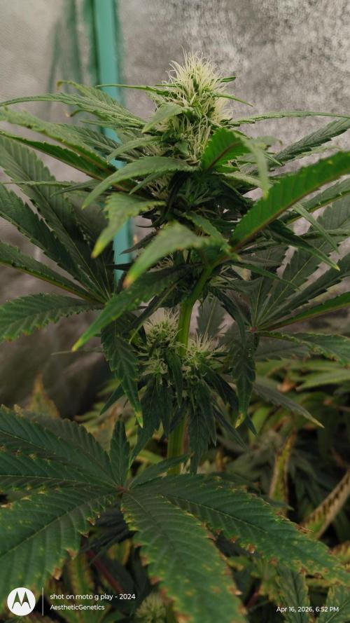Super Sour Double Diesel Seed Hunt. Week 7
