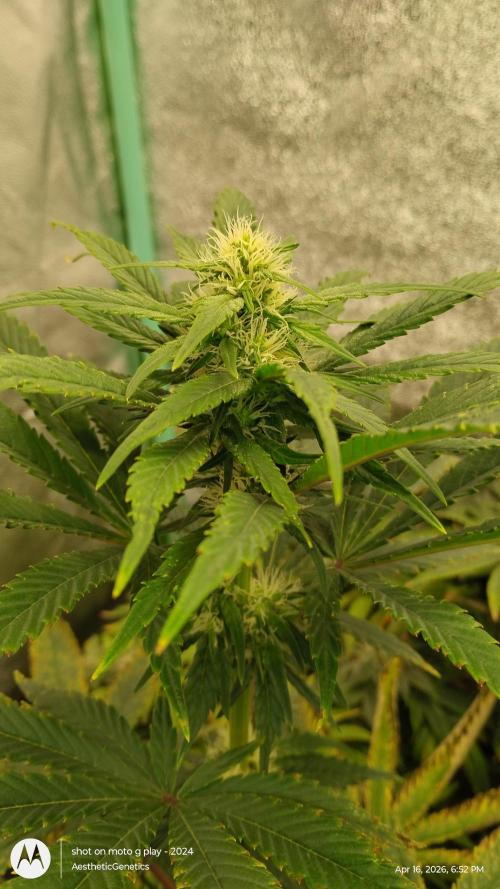 Super Sour Double Diesel Seed Hunt. Week 7