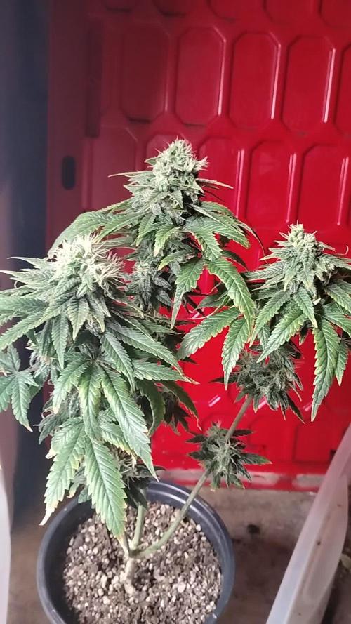 Eternity Grow Cup 2026