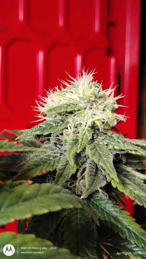 Eternity Grow Cup 2026. Week 13