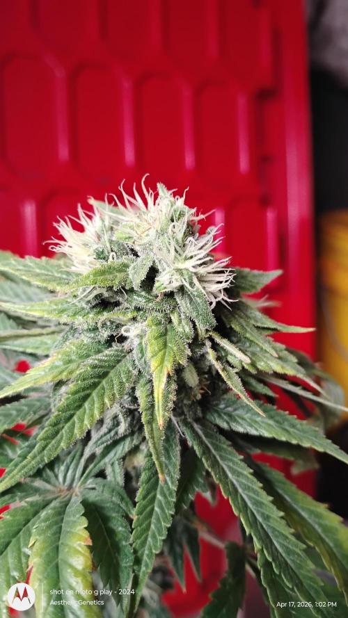 Eternity Grow Cup 2026. Week 13