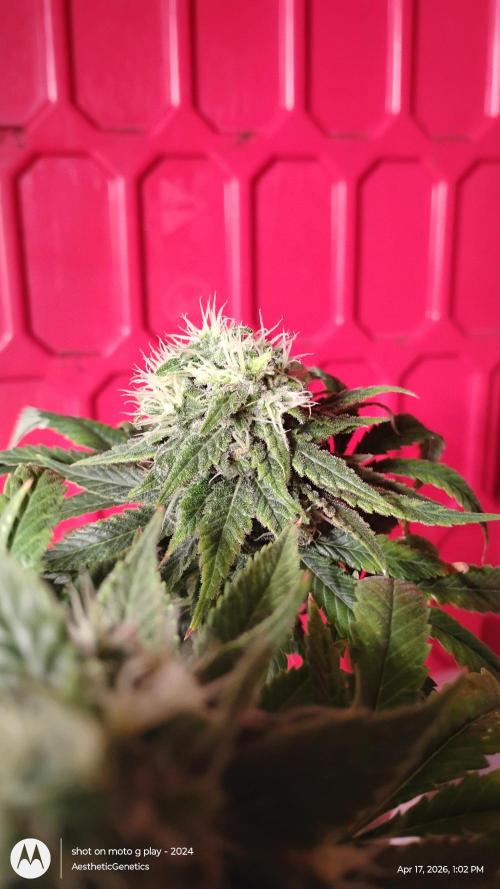 Eternity Grow Cup 2026. Week 13