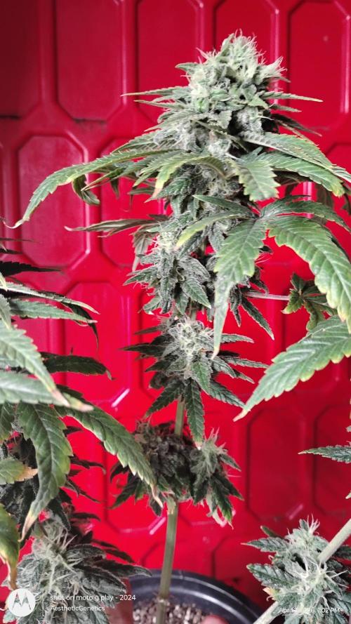 Eternity Grow Cup 2026. Week 13