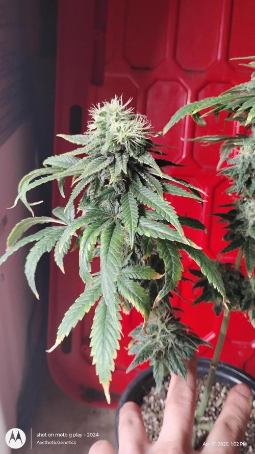 Eternity Grow Cup 2026. Week 13