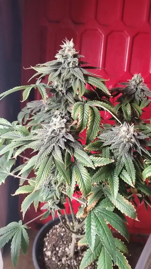 Izi Seeds- Permanent Blues