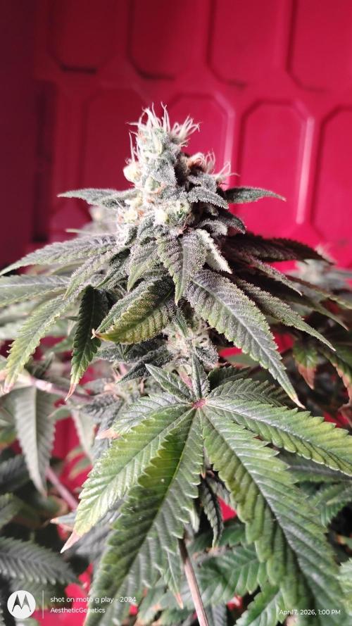 Izi Seeds- Permanent Blues. Week 13