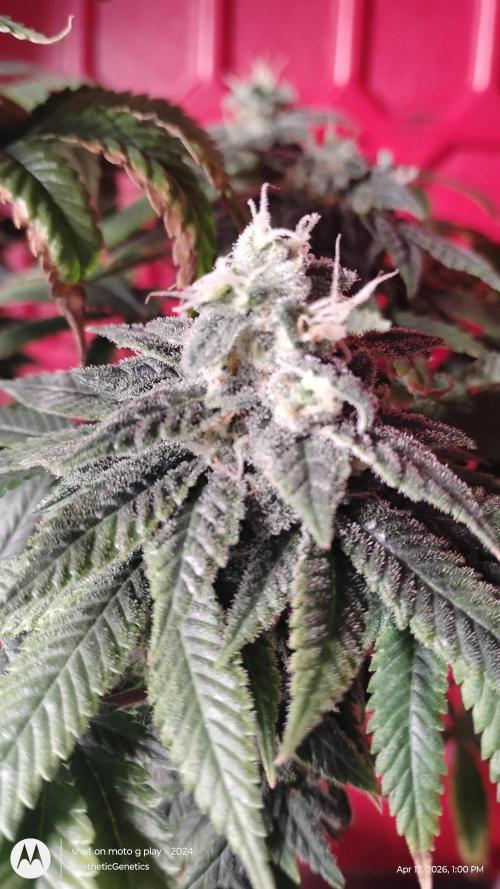Izi Seeds- Permanent Blues. Week 13