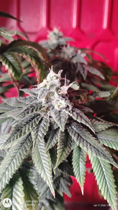 Izi Seeds- Permanent Blues. Week 13