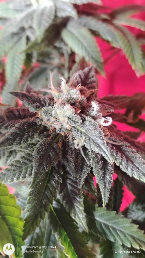 Izi Seeds- Permanent Blues. Week 13