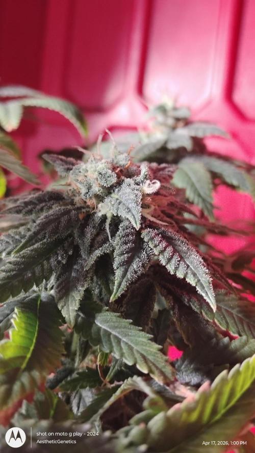 Izi Seeds- Permanent Blues. Week 13