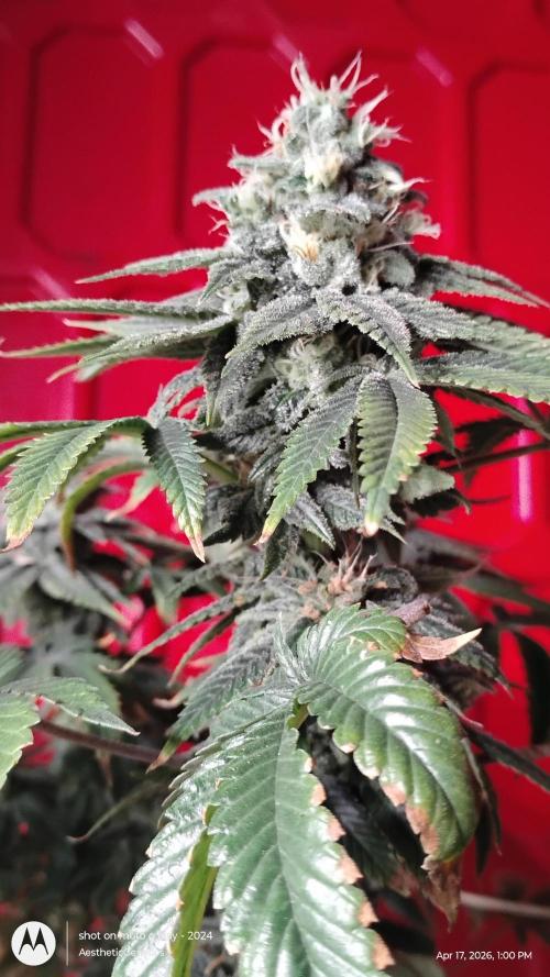 Izi Seeds- Permanent Blues. Week 13