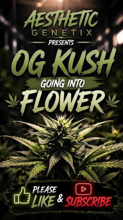 Real Deal OG Kush (PDX cut). Week 3